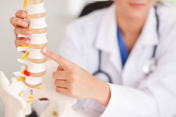doctor shows a model of the spine